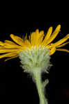 Ccottony goldenaster